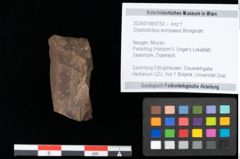 Foto (Objekt + Etikett) von Glyptostrobus europaeus Brongniart (NHMW-GEO-2024-0188-0152)